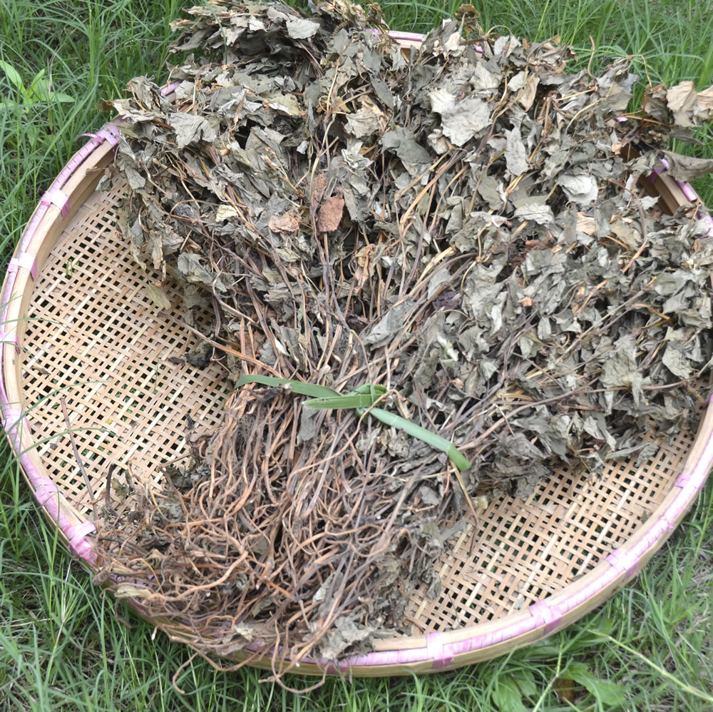 大别山鱼腥草野生鱼腥草干野生鱼腥草茶精选野生 包邮