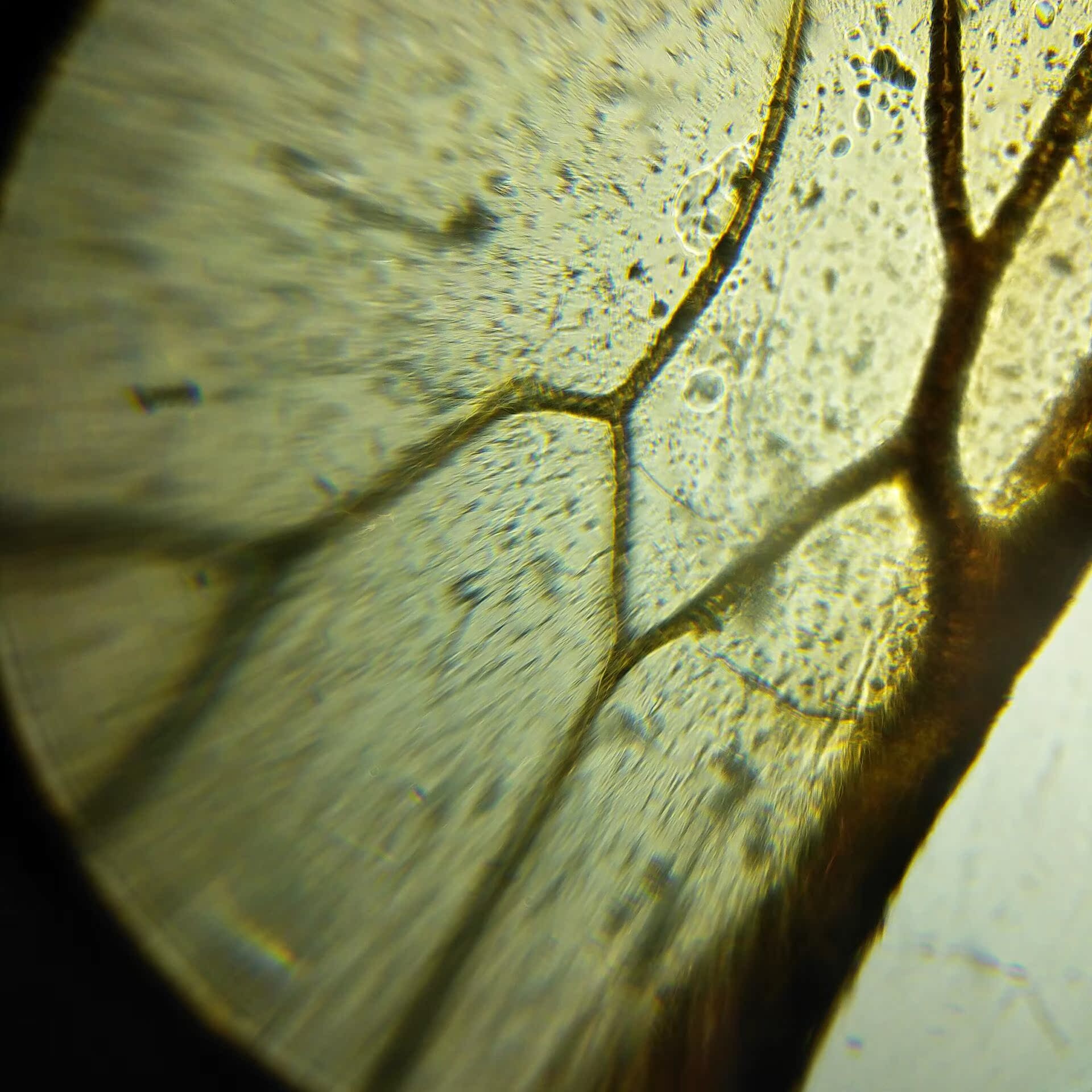 foldscope生物显微镜标本切片动物植物细胞玻璃载玻片实验标本