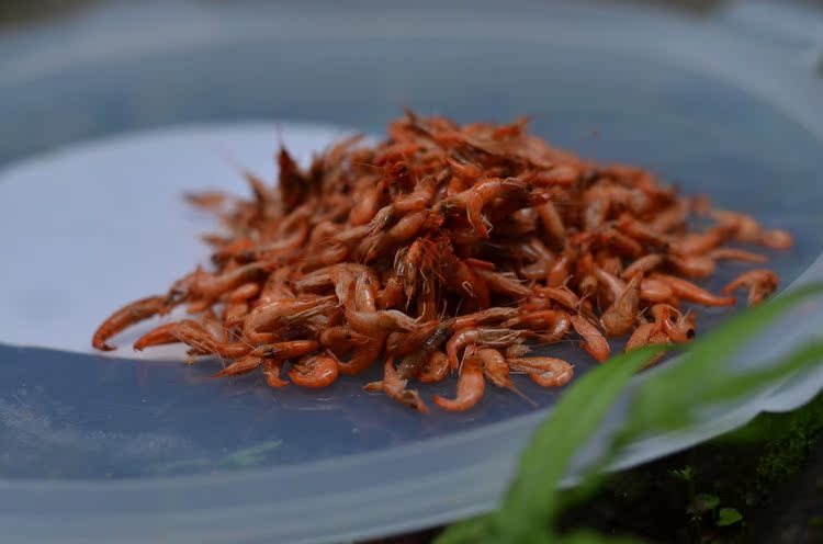 新鲜淡水野生小河虾红虾皮补钙农家烘干新货干货小虾米半斤