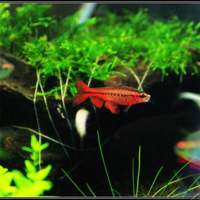 正品[樱桃灯鱼]樱桃灯鱼繁殖评测 帝王灯鱼图片