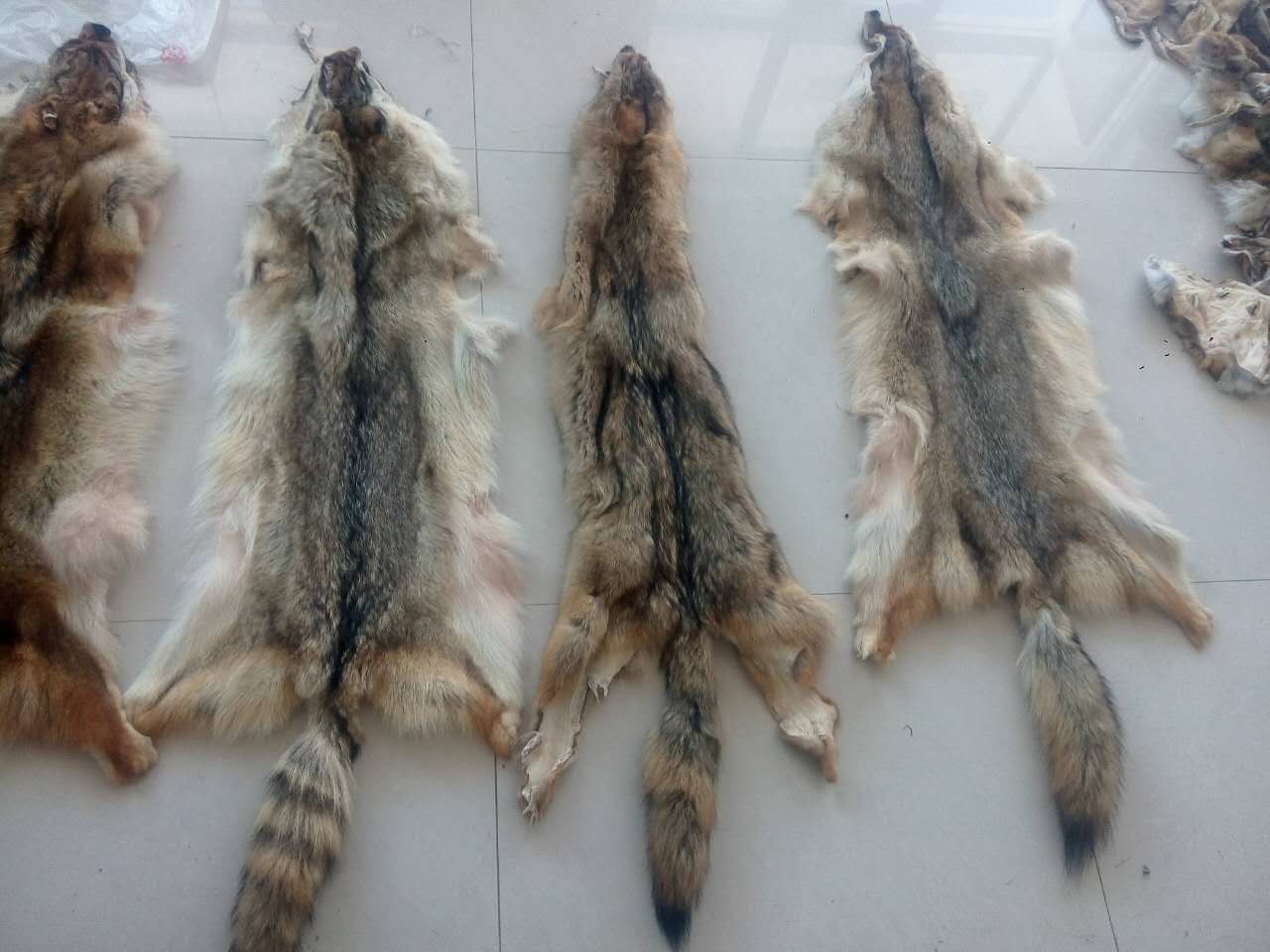 郊狼整张狼皮蒙古狼郊狼皮家居毯子坐垫辟邪汽车座垫真狼皮工艺品