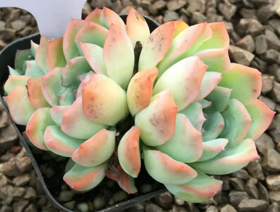 肉喃喃 雪冰 群生一物一拍 多肉植物 冰雪女王月影多肉特价满包邮