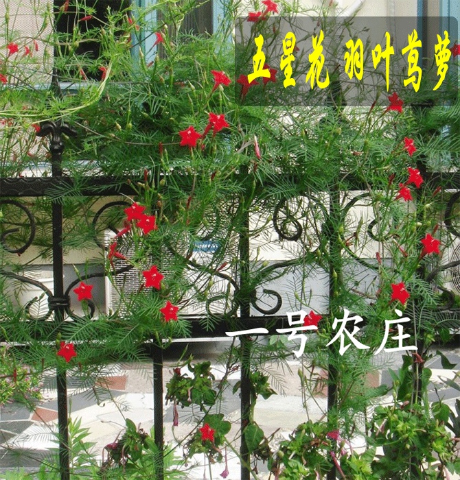 羽叶茑萝花卉种子四季易种庭院阳台爬藤攀援盆栽混色莺萝五角星花