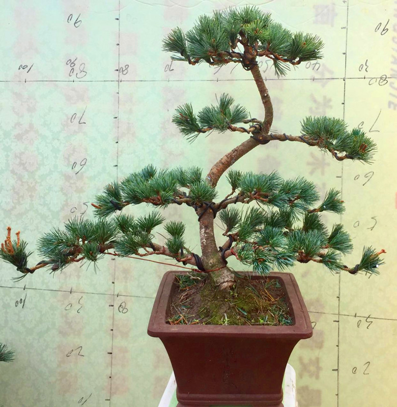 正品[五针松盆景苗5公分]五针松盆景苗评测 那