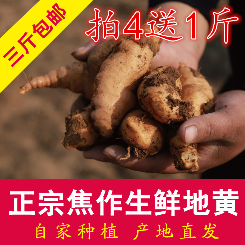 农家新鲜地黄怀地黄焦作特产鲜生地黄中药材四大怀药地黄种子500g