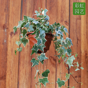 垂吊花卉植物【常春藤】花叶长春藤 金边常春藤 小杯心叶常春藤