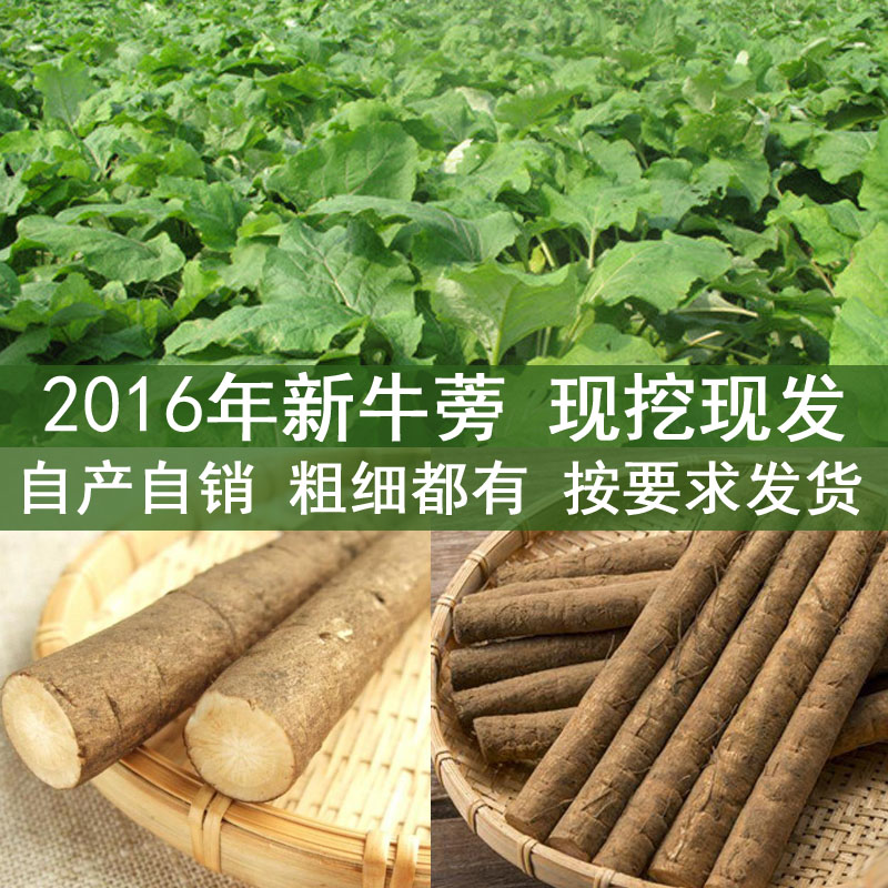 新鲜牛蒡根5斤体验装正品牛蒡茶片原料有机蔬菜牛蒡 现挖全国包邮