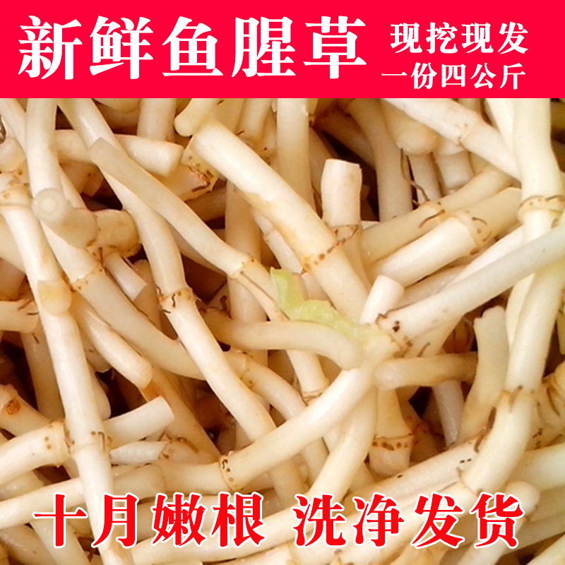 宜昌特产纯天然现挖现发鱼腥草新鲜凉拌折耳根野生节节根4斤包邮