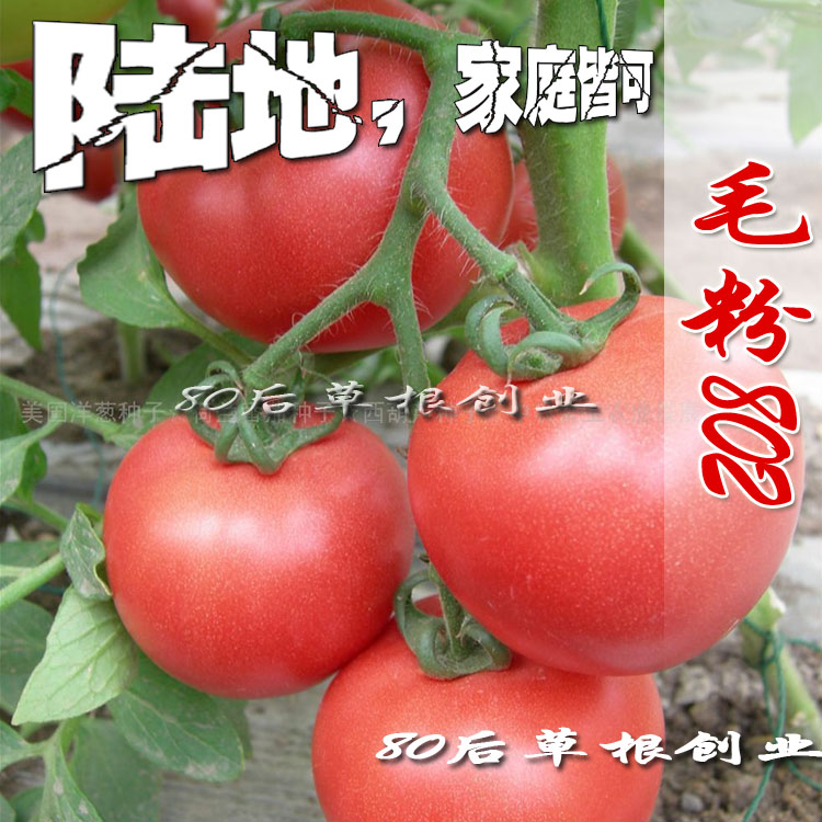 毛粉802 西红柿种子 粉果 番茄种子进口四季阳台盆栽 蔬菜种子