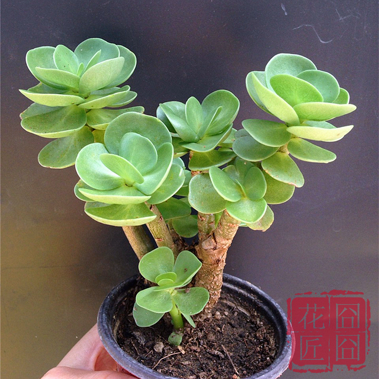 多肉植物金钱木天南星龙凤木多头群生老桩一物一拍多肉绿植特价