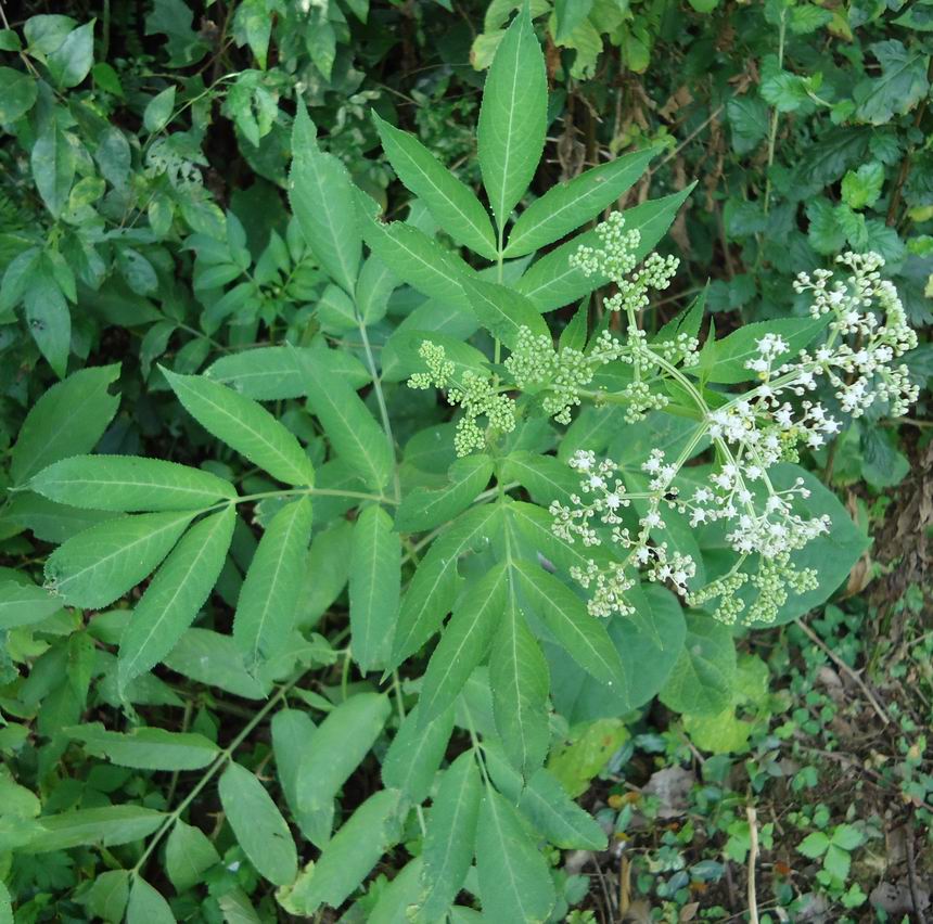 野生中草药鲜陆英根接骨草臭草根走马风八棱麻苗