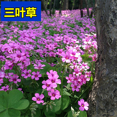 查看淘宝长期开花 红花三叶草 三叶酢浆草 幸运草 红花炸酱草 红三叶
