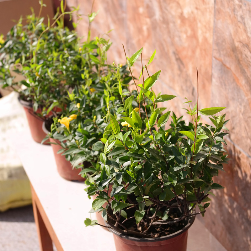 花卉绿植爬藤法国香水盆栽黄香水茉莉花苗四季花香植物带花窗台院