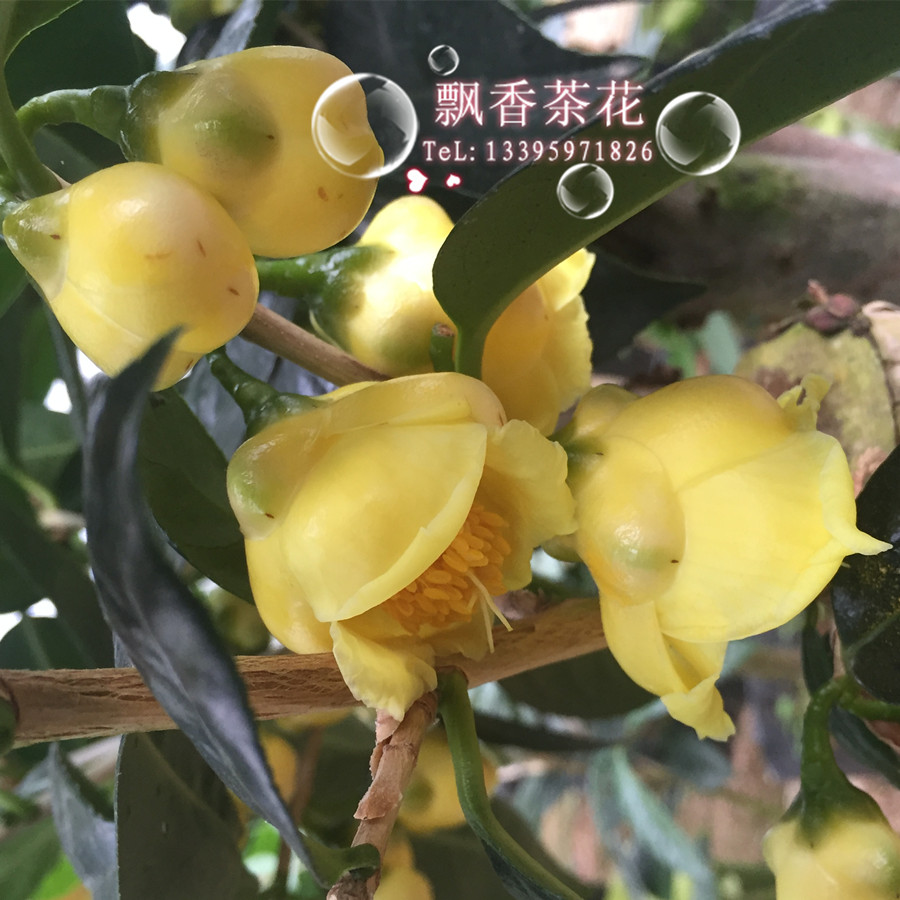 五色赤丹茶花苗带花苞一树多色绿植花卉盆栽阳台客厅庭院植物包邮