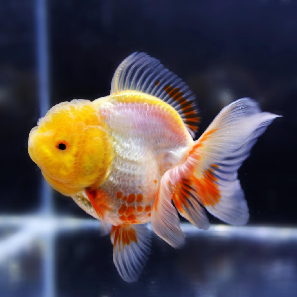 活体观赏鱼冷水鱼金鱼淡水鱼蝶尾顶红泰狮兰寿虎头7-8cm精品金鱼