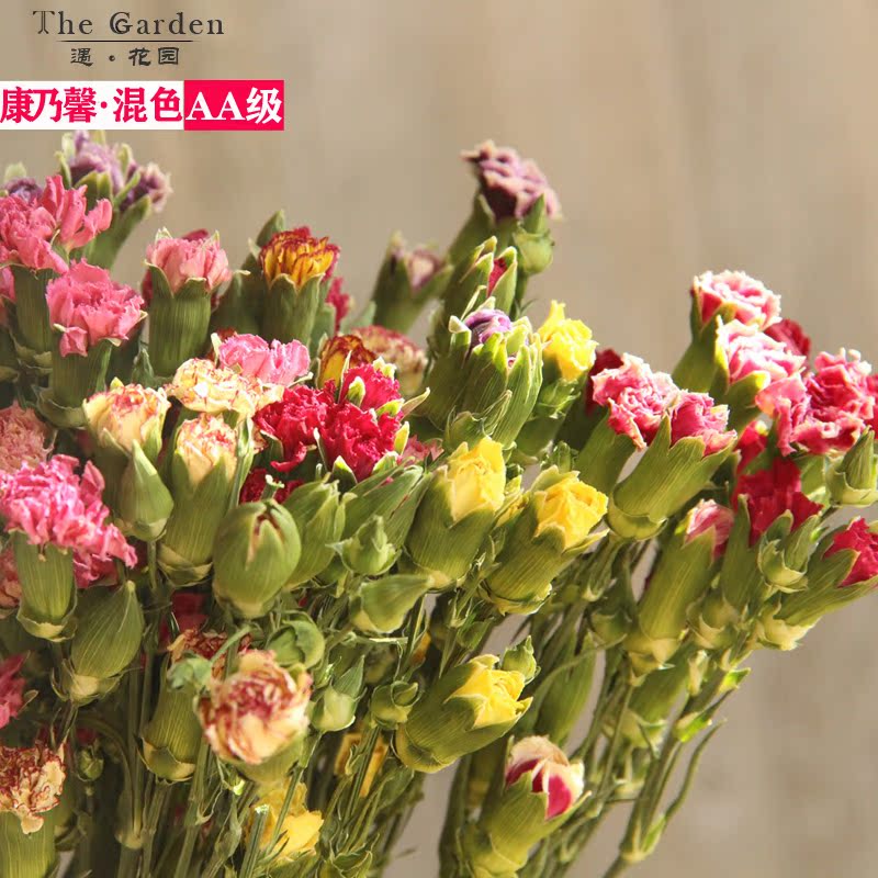 【aa级多头小康乃馨干花】天然干花真花摄影摆放装饰花艺diy插花