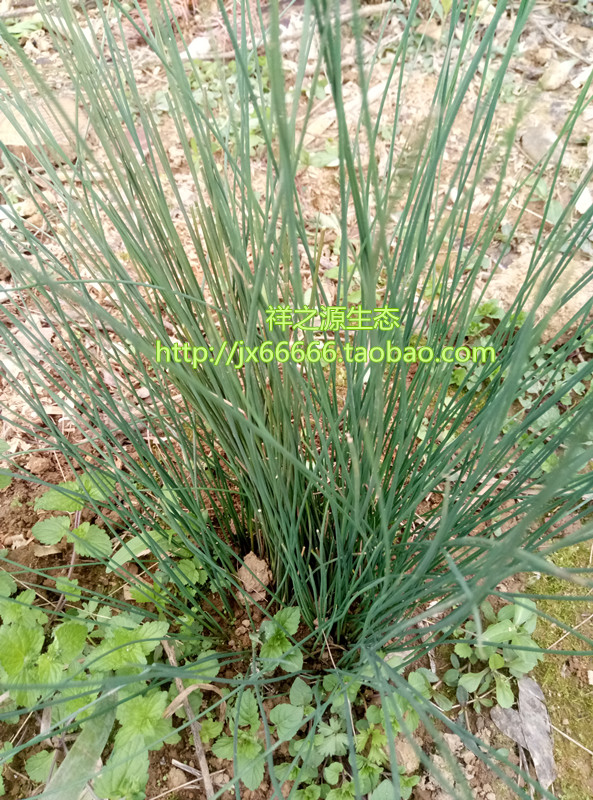 盆栽灯芯草野生植物 秧草 水灯心 野席草盆景灯心草绿植带原土发