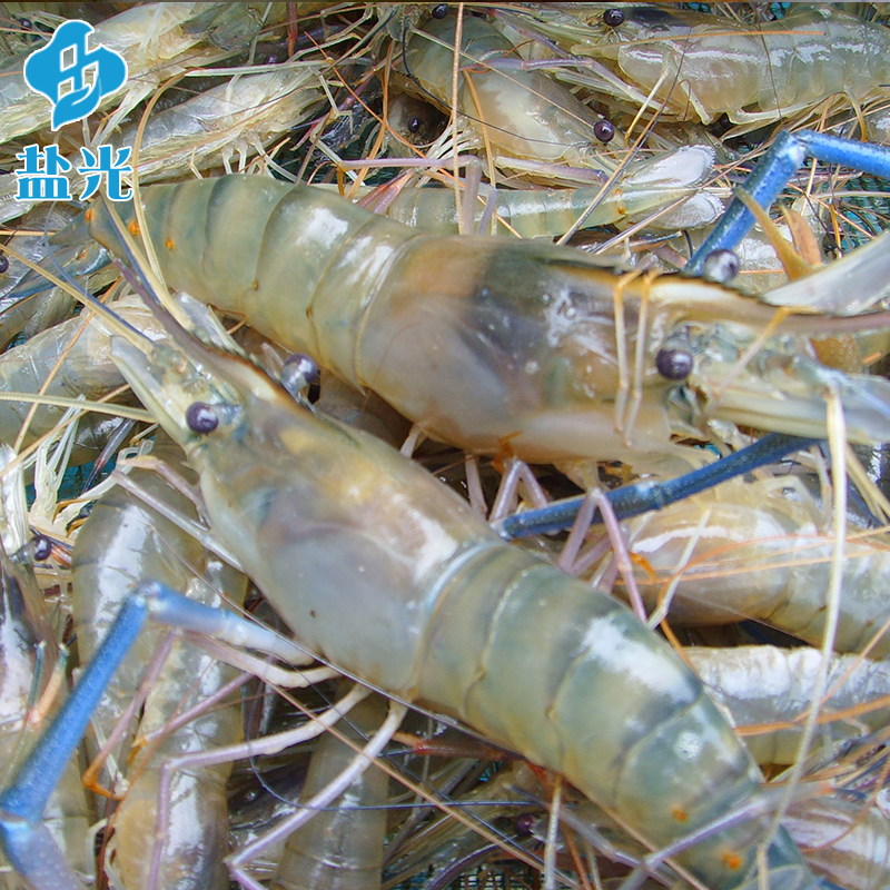 北京 淡水泰国罗氏虾白脚大头虾 需提前1天订货