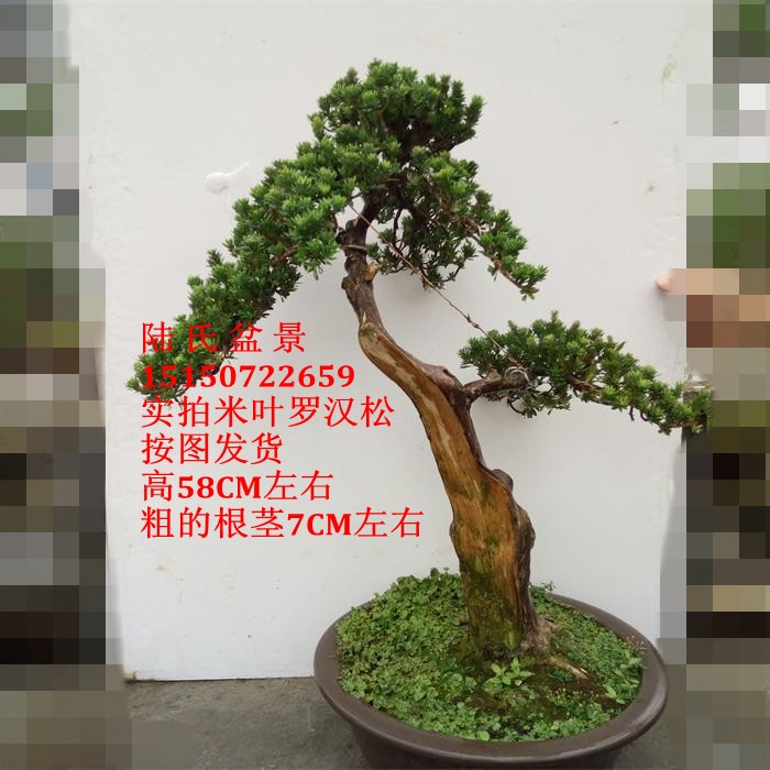 高档室内盆栽名贵微型盆景小叶紫檀树苗紫檀木花卉绿植原土包邮