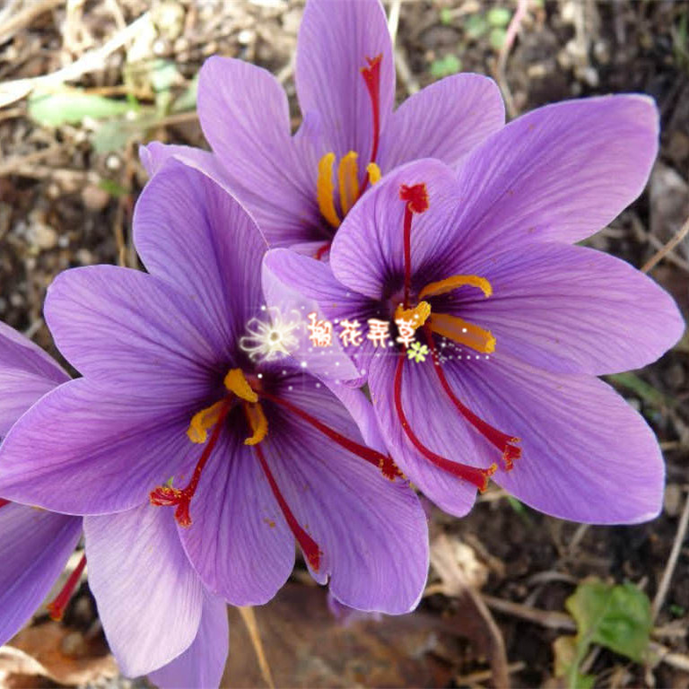 现货 药用藏红花/西红花 秋番红花种球10月开花放着也