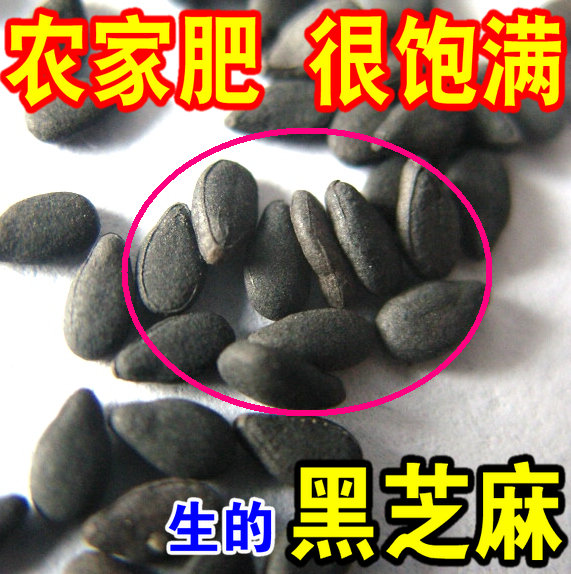 生黑芝麻2016年新 农家自种有机纯天然新货  新鲜 500g