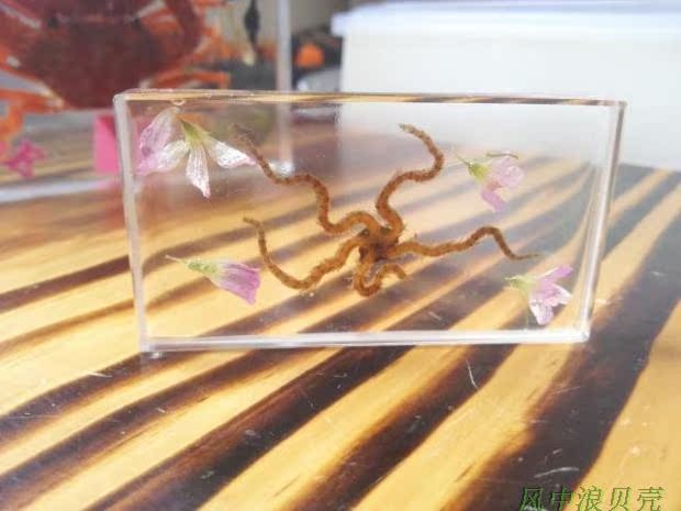 蛇尾海星树脂水晶标本 创意生日礼物收藏永久保存 风中浪
