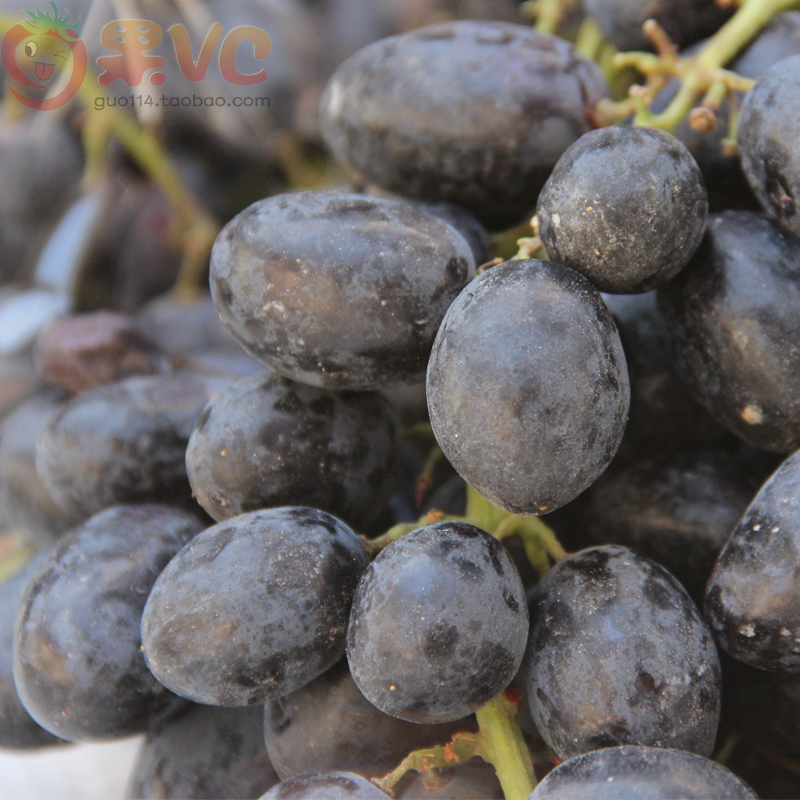 佳利麦美国无籽黑提子1斤黑加仑葡萄进口新鲜水果