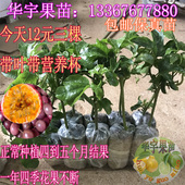 包邮 百香果苗当年挂果满天星台农 正品 3棵紫香1号带营养钵特价 12元