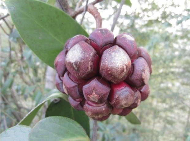 海南部落 三亚新鲜水果 菠萝蜜 20斤 整个卖 木菠萝包邮 现摘空运