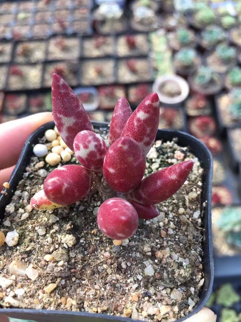 【梅花鹿】水泡 多肉植物 多肉水泡 实拍 梅花鹿多肉 满28包邮