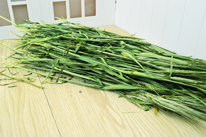 5斤包邮 2017香绿精选大麦草干草500g带穗荷兰猪兔兔豚鼠龙猫牧草