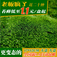 盆景创意微景观迷你植物种子白发藓 包邮 鲜活青苔苔藓 植言