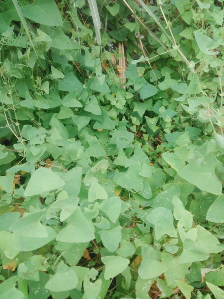 广东中草药材野生新鲜杠板归老虎脷河白草蛇倒退蛇不过梨头刺包邮