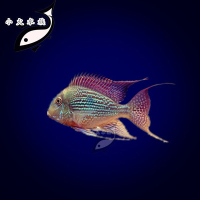 水族野生食土鲷 Sveni 斯维尼关刀 食土鲷鱼 活