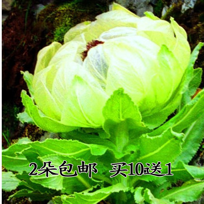 新疆雪莲花野生雪莲高海拔天山雪莲花特级中药材煲汤泡酒料包邮