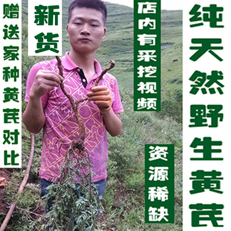 野山挖新货天然纯野生黄芪500克包邮特级无硫棉北芪补气切片磨粉