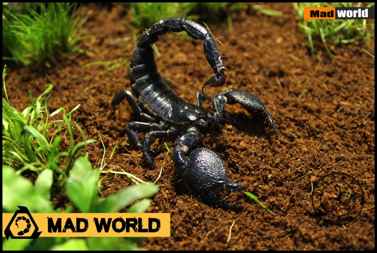 非洲雨林蝎成体 蝎中帝王 宠物蝎子活体 世界最大蝎种