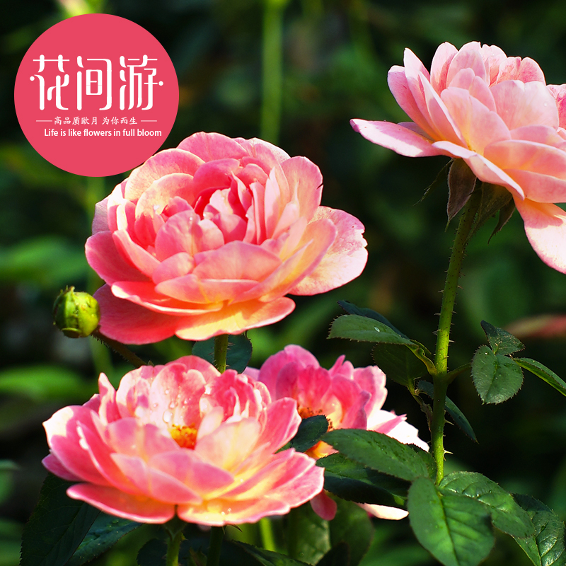 大花浓香月季花苗四季开花意大利 抓破美人脸灌木条纹花灌木蔷薇