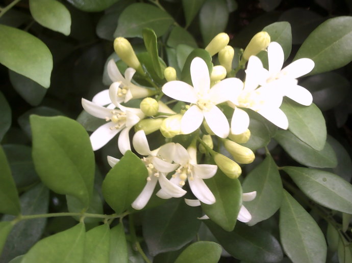 九里香盆栽七里香芳香植物驱蚊香草净化空气