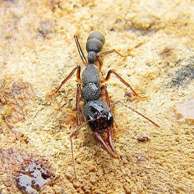 猎镰猛蚁harpegnathos venator‖1后 10工      新品上架 ￥ 6.