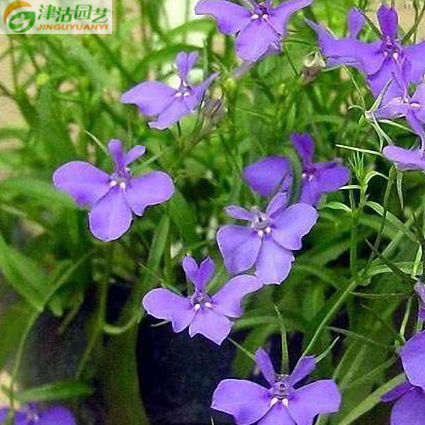 满9.9元包邮 花卉种子 蝶花 半边莲 六倍利 山梗菜种子 约20粒