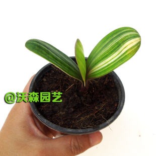 实拍元宝技师彩兰 短叶圆头麻脸彩兰小苗种子 彩兰花叶金边君子兰图片