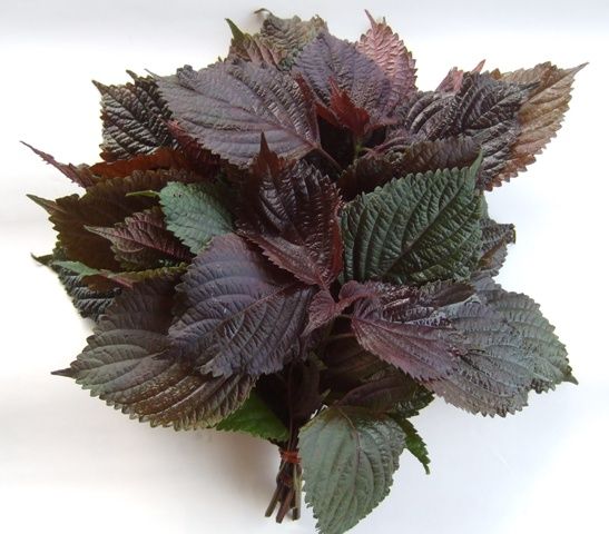 新鲜紫苏叶 农家野生紫苏叶 去腥烧鱼虾蟹必备香料150g  三件包邮