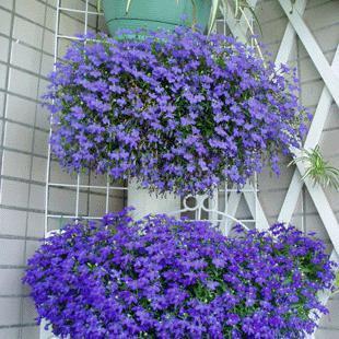 垂吊半边莲【翠蝶花种子 蓝色100粒】阳台吊兰花籽