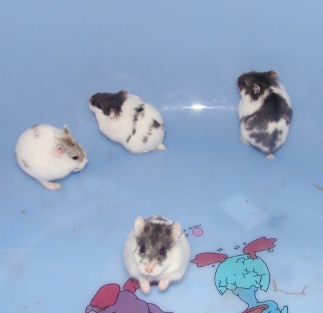 热销仓鼠 花苍 仓鼠宝宝 包活包质量 仓鼠活体