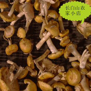 2015年新货长白山山货东北特产野生小黄蘑松树林黄蘑有机食品绿色