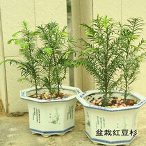 红豆杉树苗 办公室植物 花卉 净化空气 盆景 树桩 盆栽健康树盆景