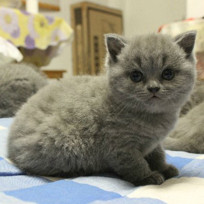 【家养实拍】纯英短蓝猫 纯种英国短毛猫 深蓝色英短蓝猫包子弟弟