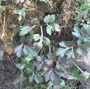 中草药野生新鲜毛茛起泡菜鱼疔草鸭脚板山辣椒皮肤起泡外用