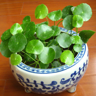 淇航 铜钱草 金钱草 室内水培花卉 桌面绿植盆栽  1.8元10株